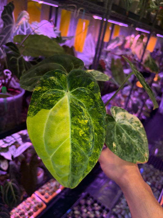 Anthurium papillilaminum var. × carlablackiae
