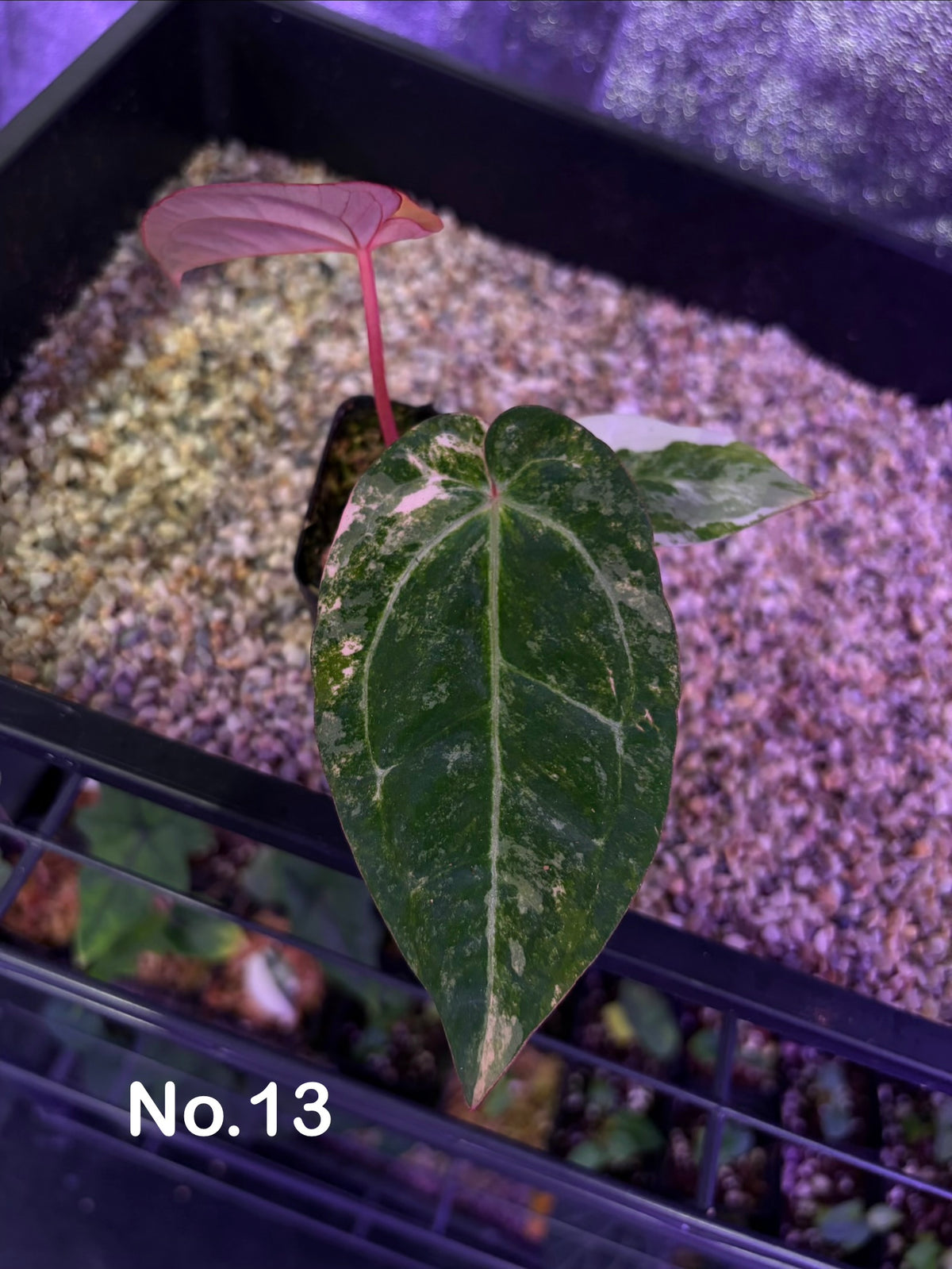 Anthurium papillilaminum var. × (‘Red Crystallinum’ [Tezula] × ‘Zara’)