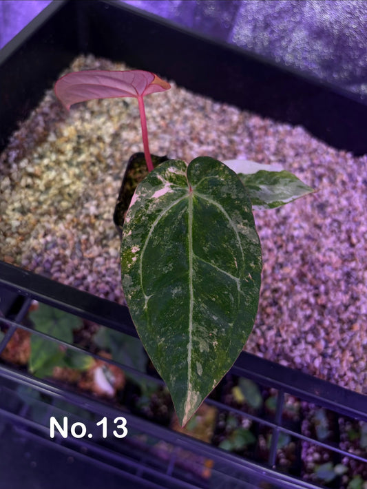 Anthurium papillilaminum var. × (‘Red Crystallinum’ [Tezula] × ‘Zara’)