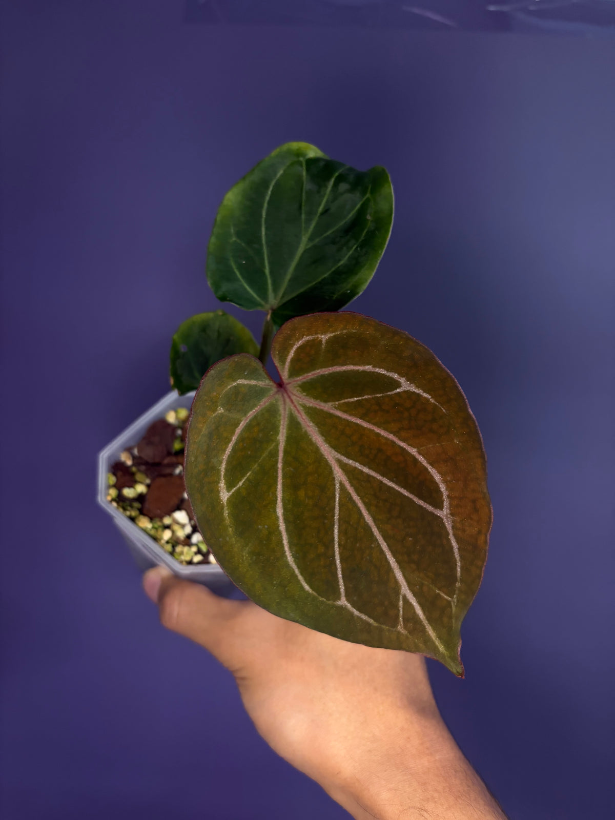 Anthurium King of Spades (KOS) HU