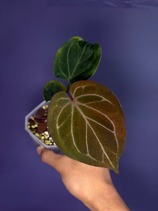 Anthurium King of Spades (KOS) HU