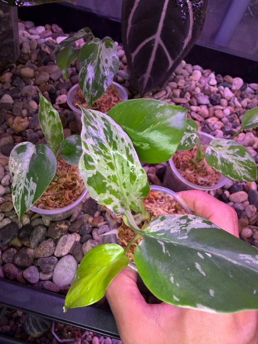 Monstera ‘Bulbasuaer’