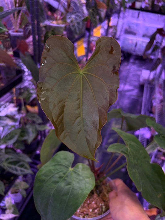 Anthurium dressleri RG × ‘Red Vein Dark Phoenix (RVDP)’