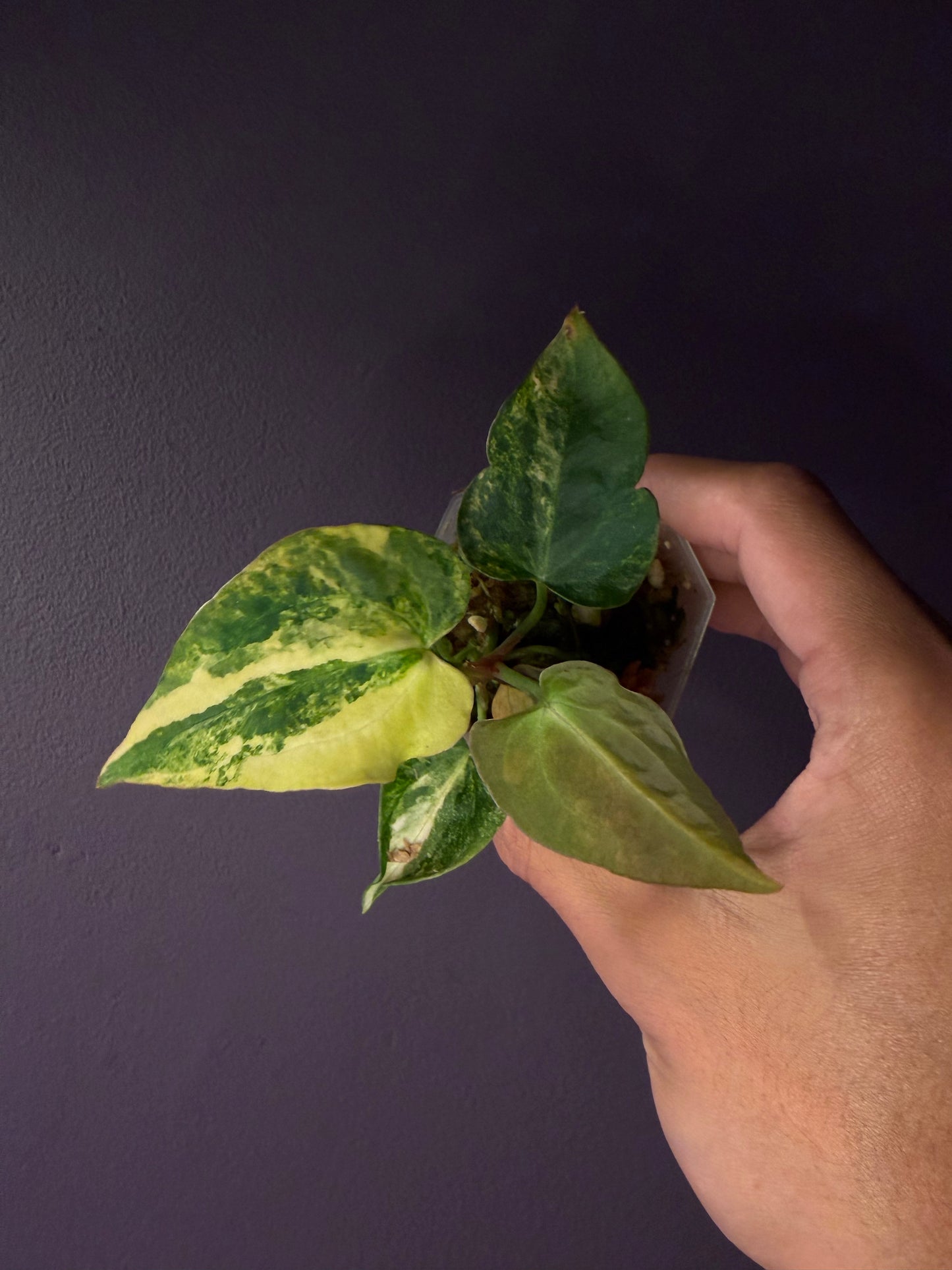Anthurium papillilaminum var. × ‘Red Crystallinum’ [Tezula]