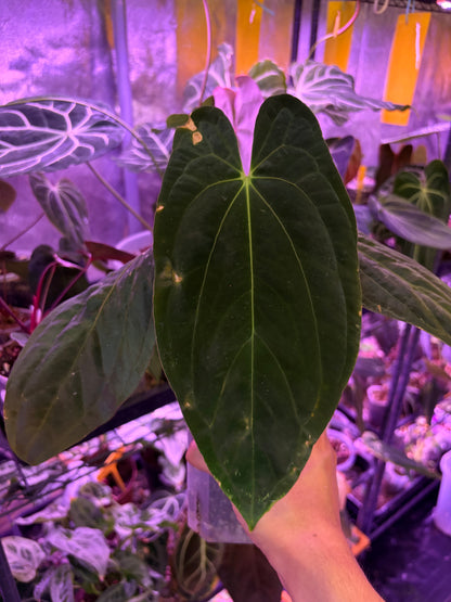Anthurium pap ‘FS’ × (pap ‘FS’ × ‘AOS’) - selected