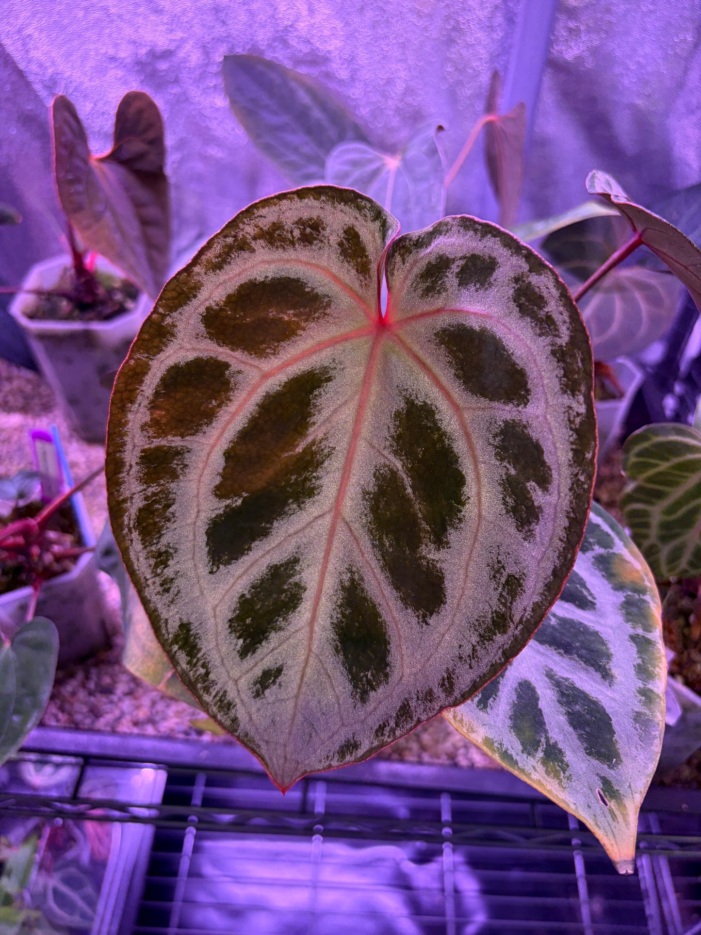 Anthurium ‘King of Spades’ × Red crystallinum (KOS × RC) ‘pink silver’