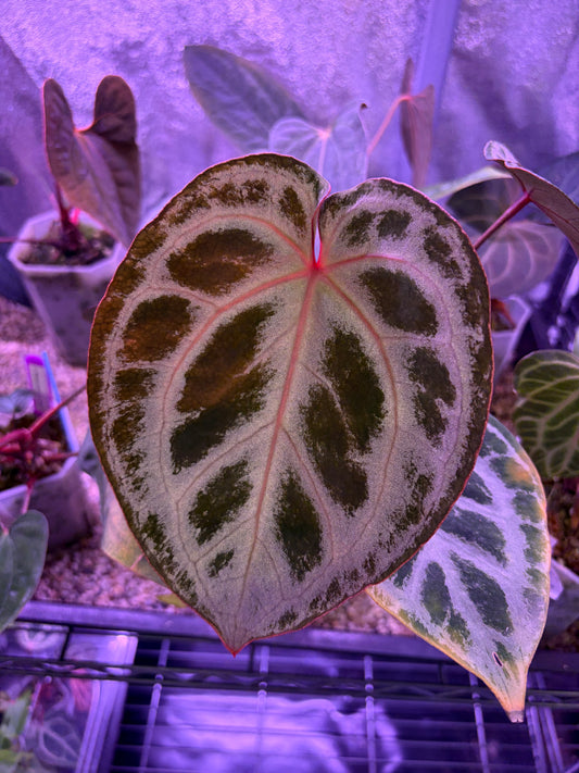 Anthurium ‘King of Spades’ × Red crystallinum (KOS × RC) ‘pink silver’