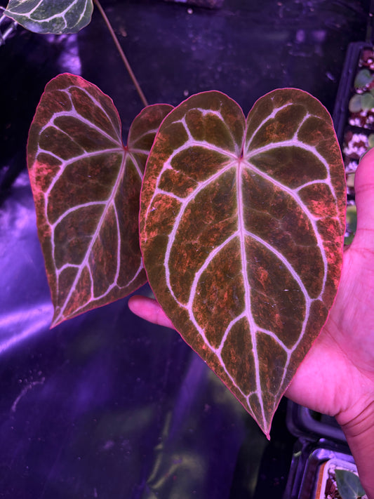 Anthurium crystallinum hybrid variegata