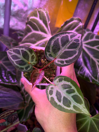 Anthurium ‘Red Tiger’