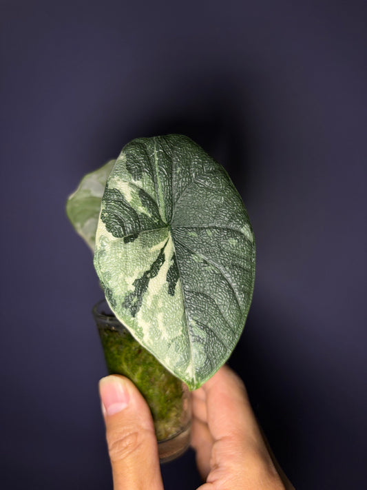 Alocasia Melo variegata
