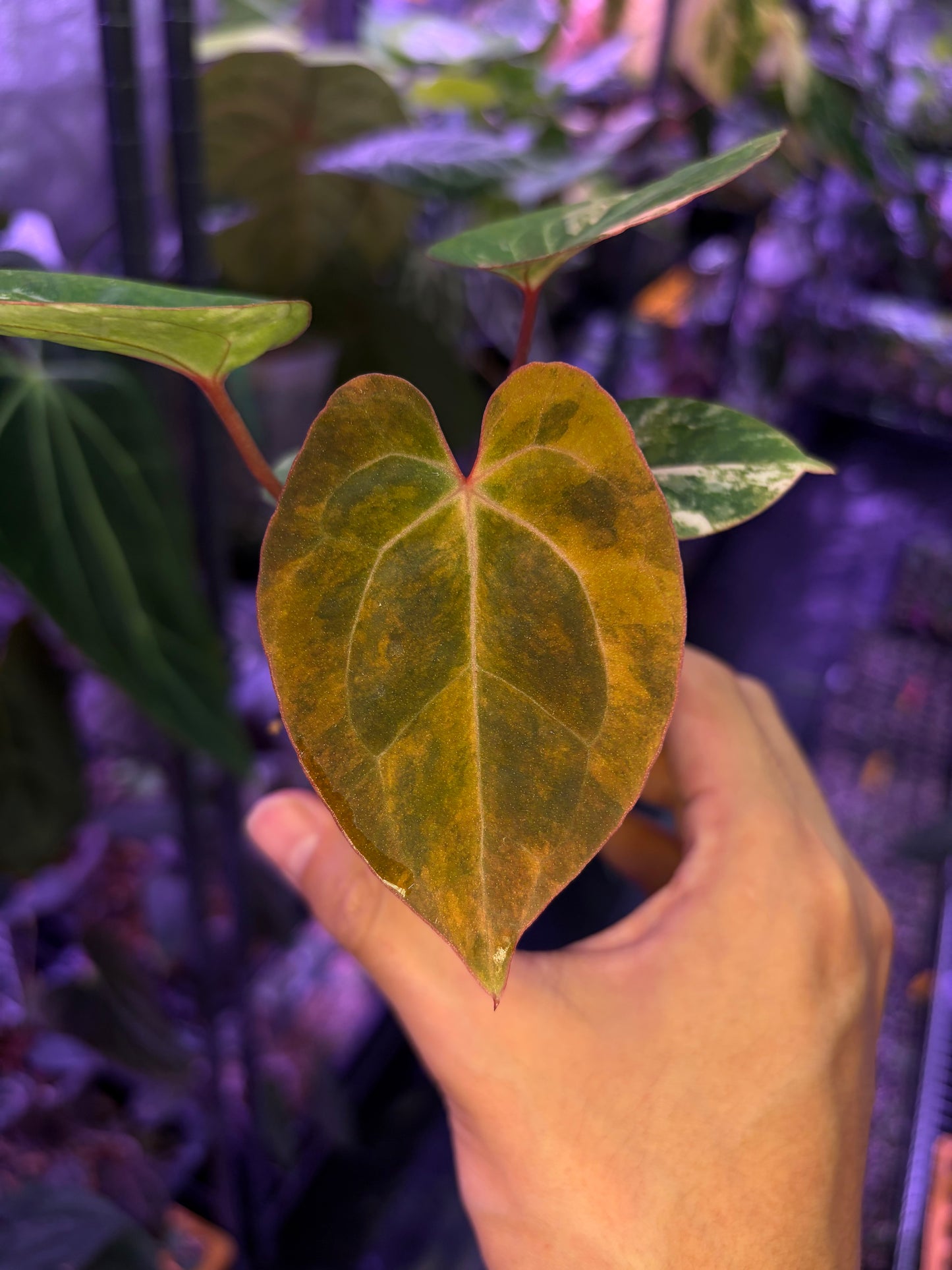 Anthurium papillilaminum var. × besseae aff.