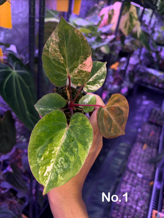 Anthurium papillilaminum var. × besseae aff.