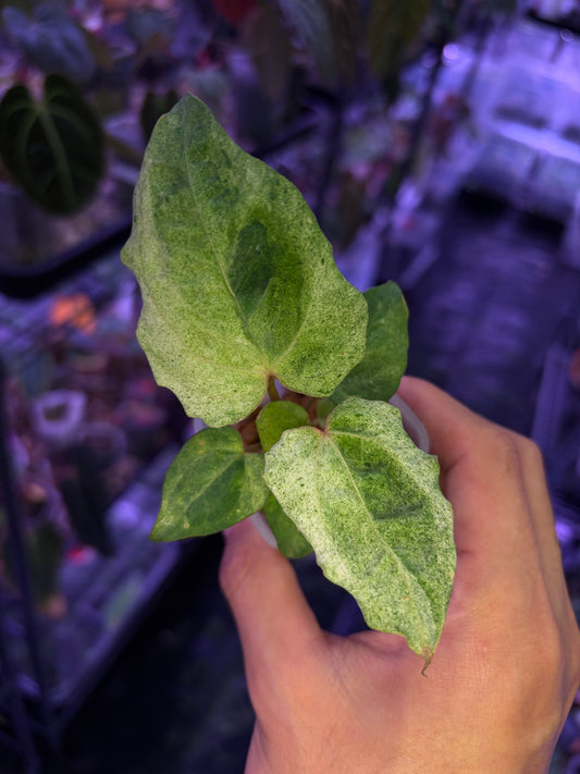 Anthurium papillilaminum variegata × RVDP