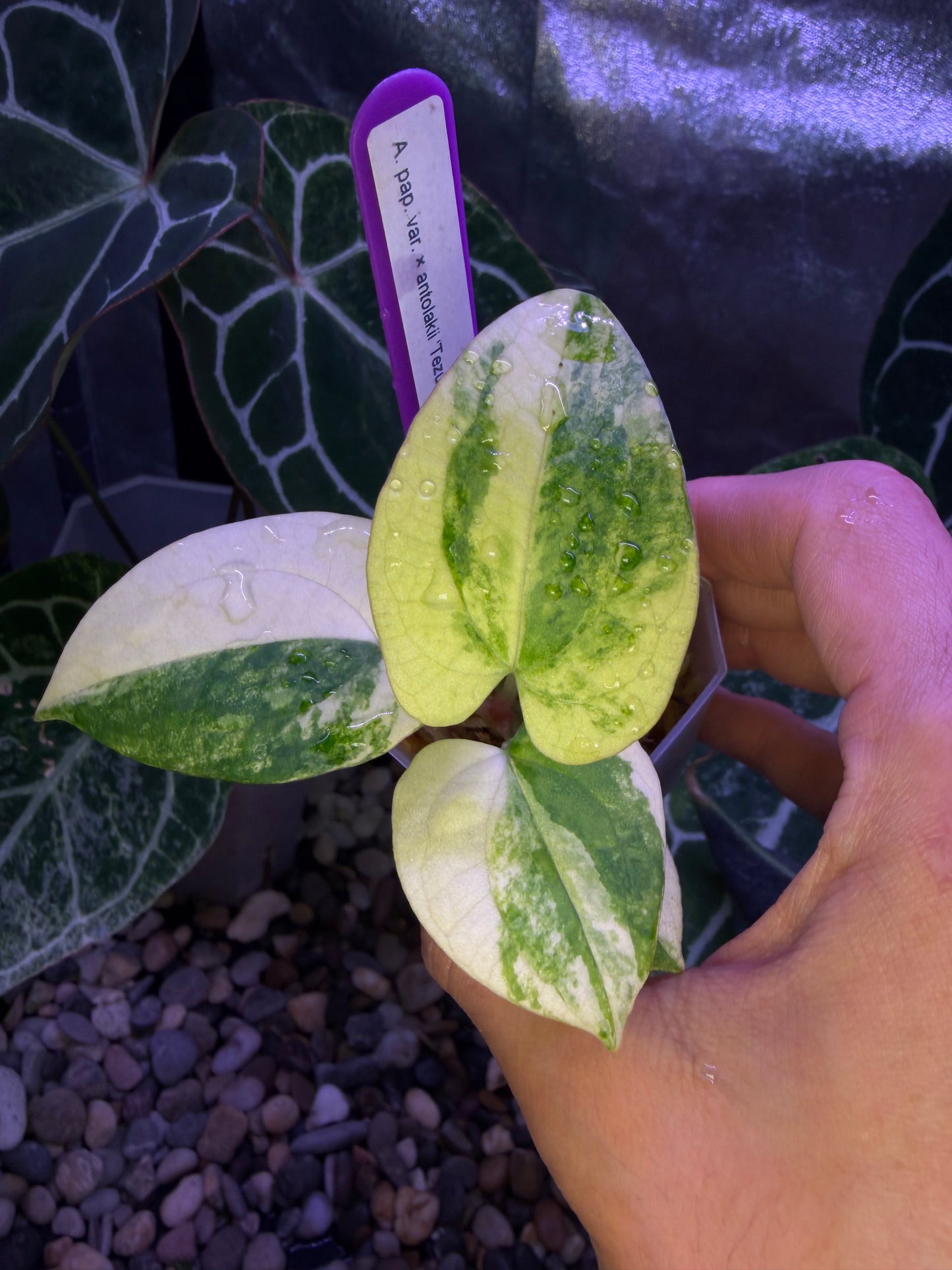 Anthurium papillilaminum var. × ‘BVEP’ [Tezula]