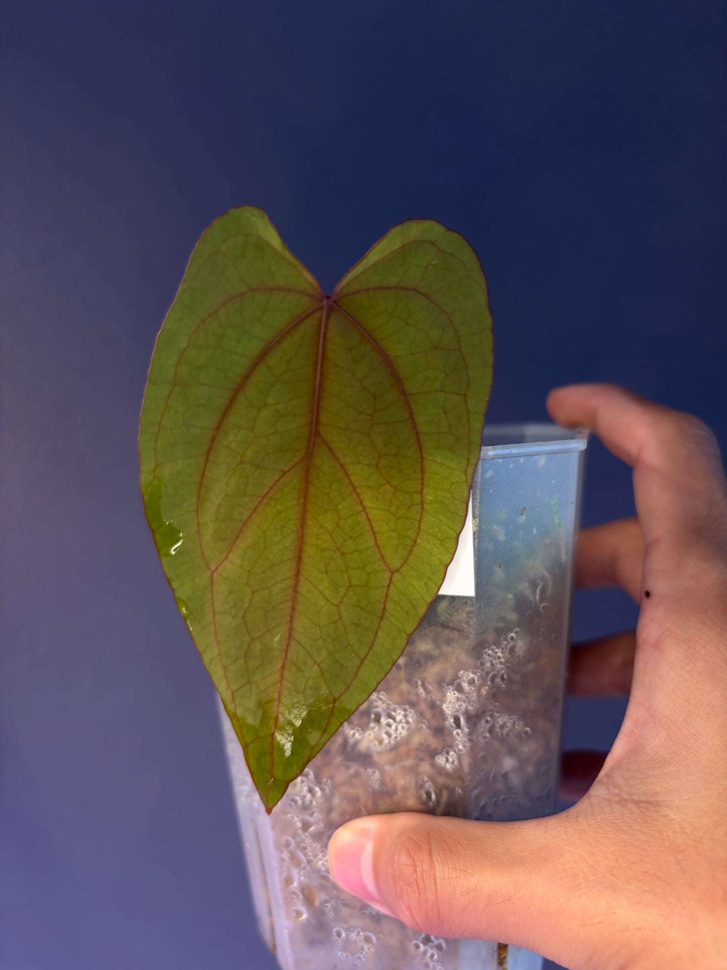 Anthurium dressleri RG × ‘Red Vein Dark Phoenix (RVDP)’