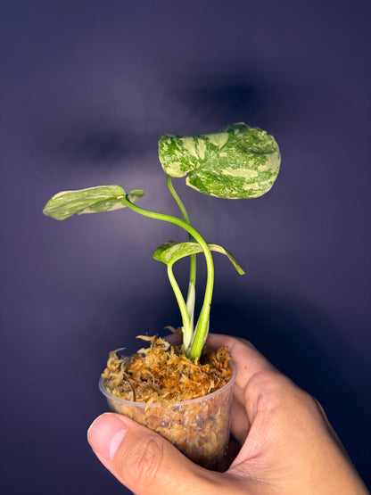 Monstera Thai Constellation (high variegated)