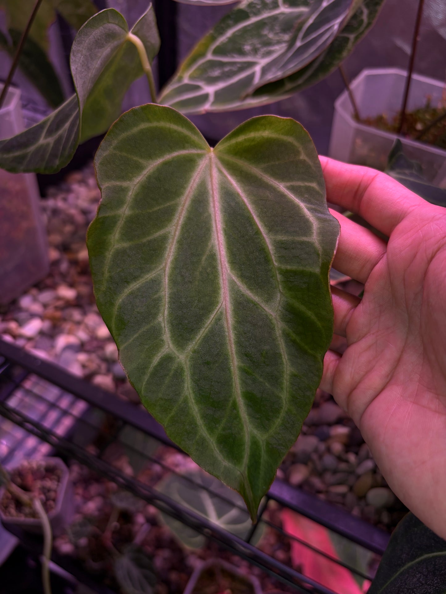 Anthurium clarinervium (mutated) #3