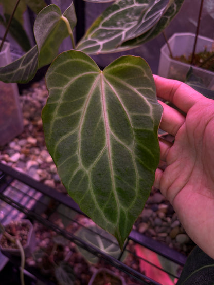 Anthurium clarinervium (mutated) #3