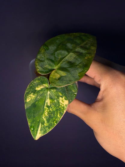 Anthurium papillilaminum var. × ‘Black cherry’