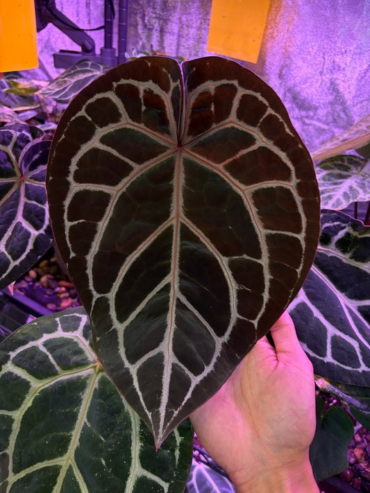 Anthurium ‘Michelle’