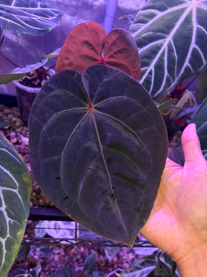 Anthurium hoffmannii ‘Bloodmoon’
