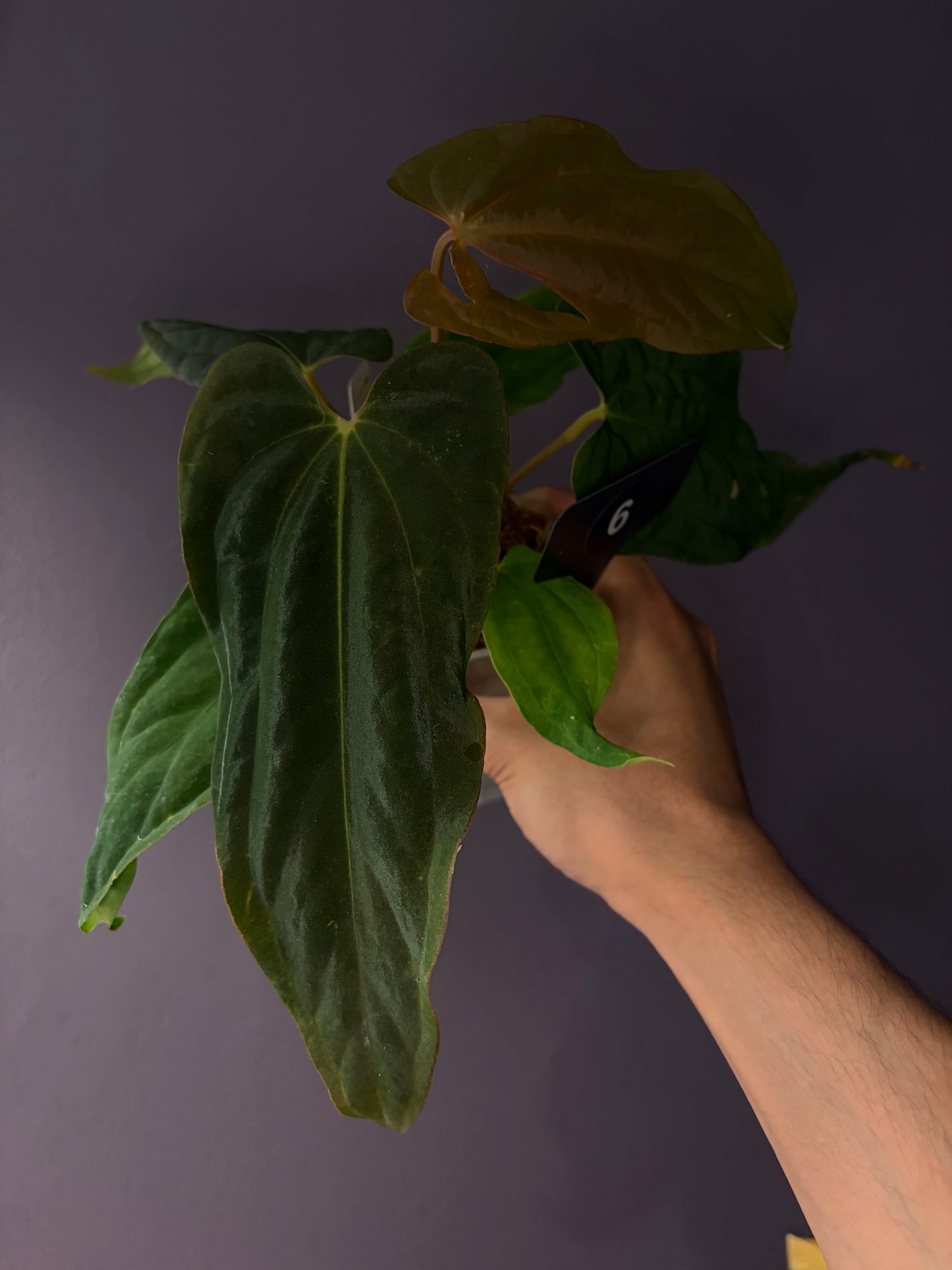 Anthurium ‘Midnight Velvet’ × antolakii ‘Tezula’