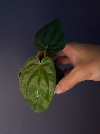 Anthurium Antolakii/BVEP (Round × Felix) × Papi (RL × FS)