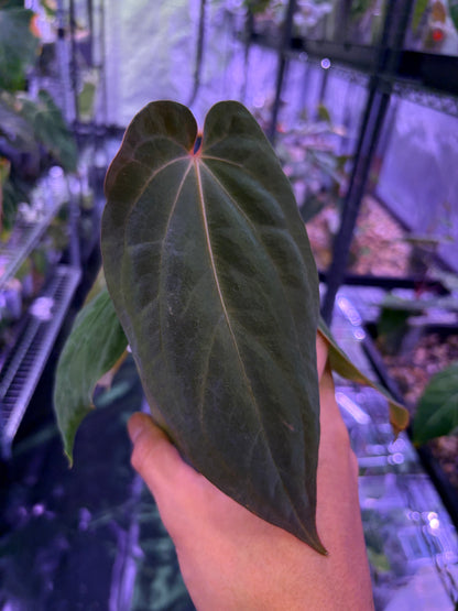 Anthurium antolakii/BVEP (‘Tezula’ × ‘Scott’)