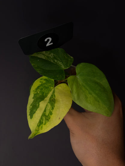 Anthurium papillilaminum var. × ‘Midnight velvet ’