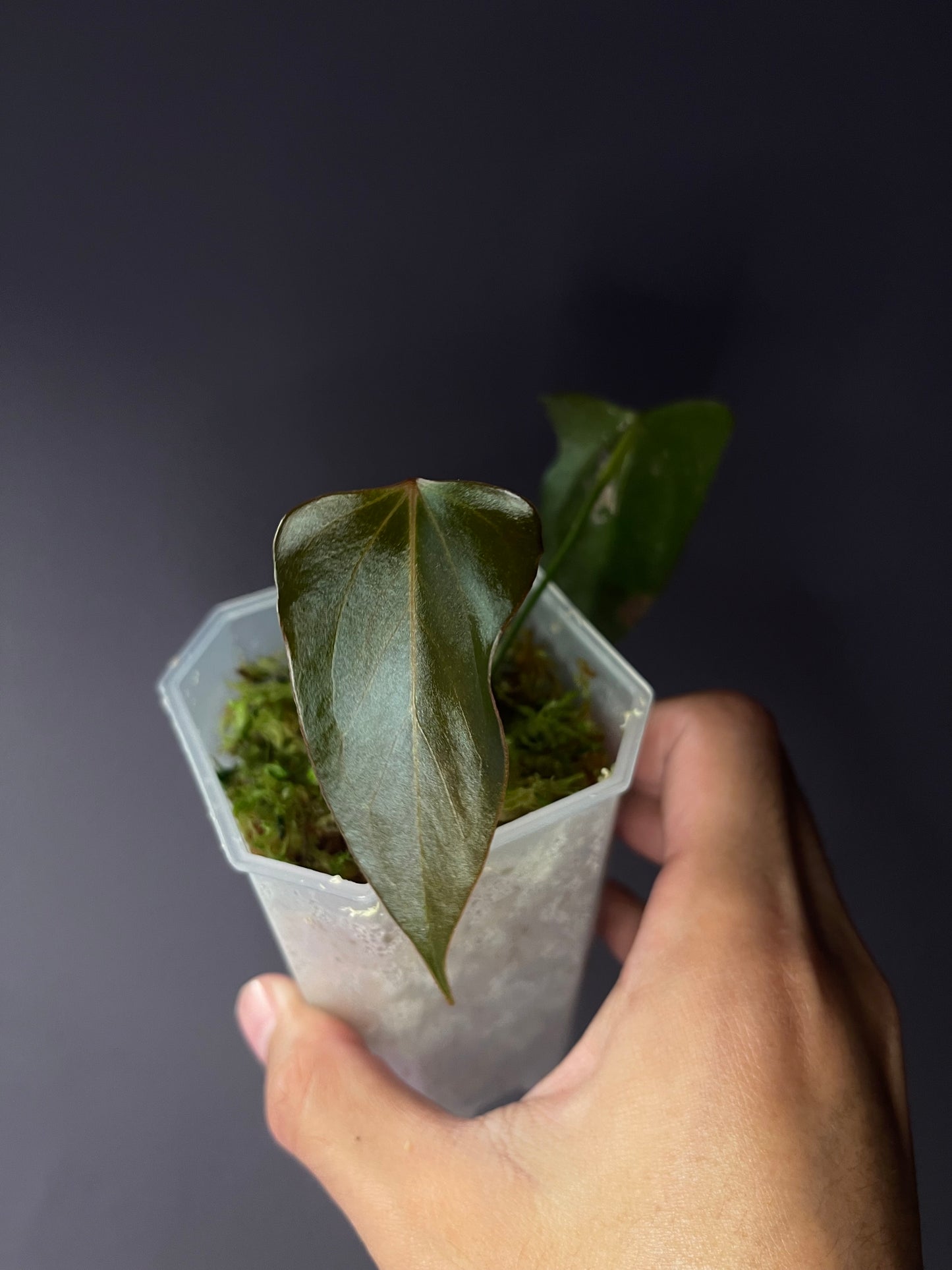 Anthurium ‘Black Sweet’ SF2