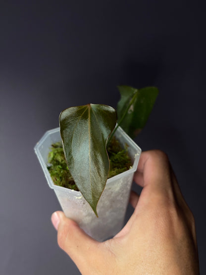 Anthurium ‘Black Sweet’ SF2