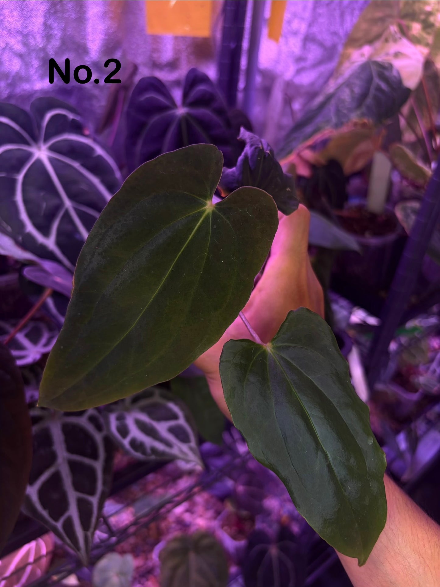 Anthurium ‘BVEP’/antolakii [Tezula] × self