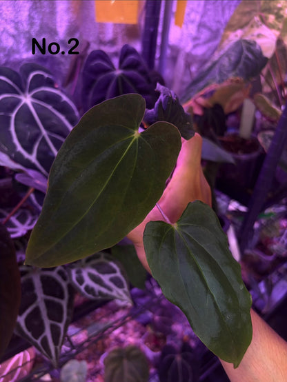 Anthurium ‘BVEP’/antolakii [Tezula] × self