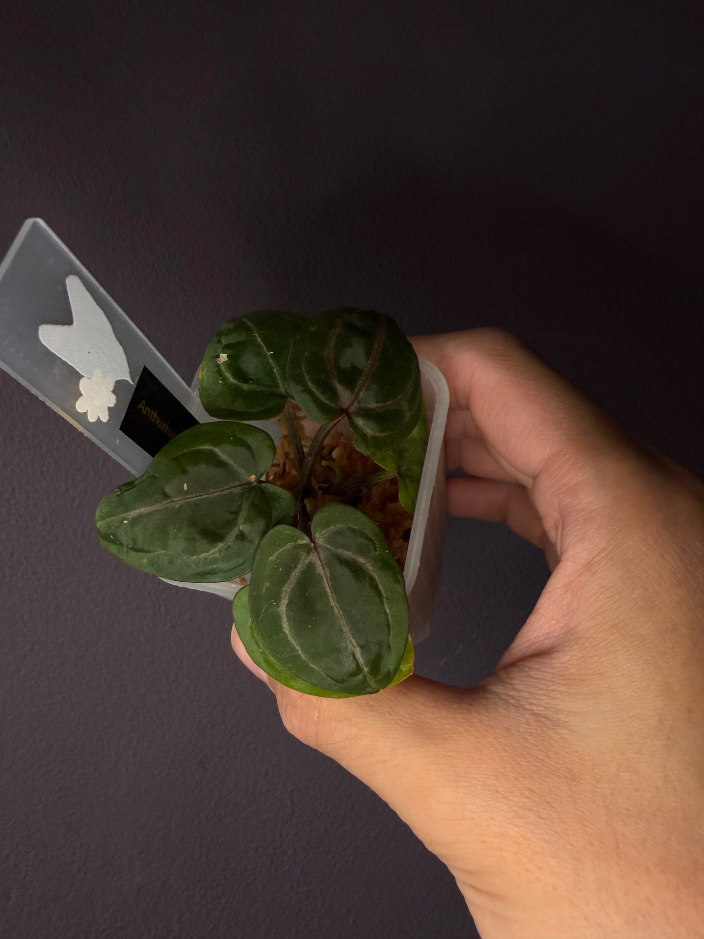 Anthurium Red Crystallinum [Mathiux] F2