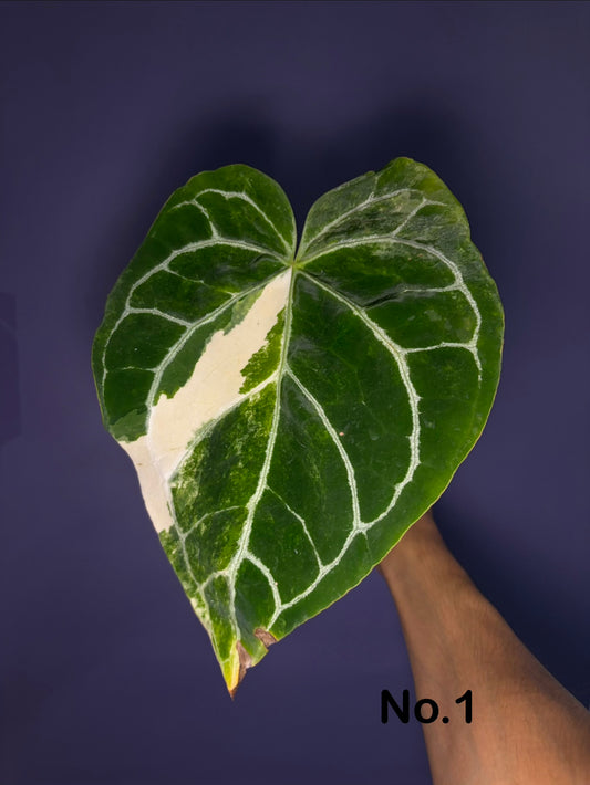 Anthurium crystallinum variegata