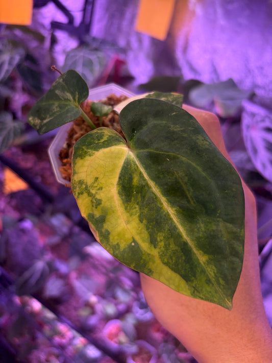 Anthurium papillilaminum var. × carlablackiae