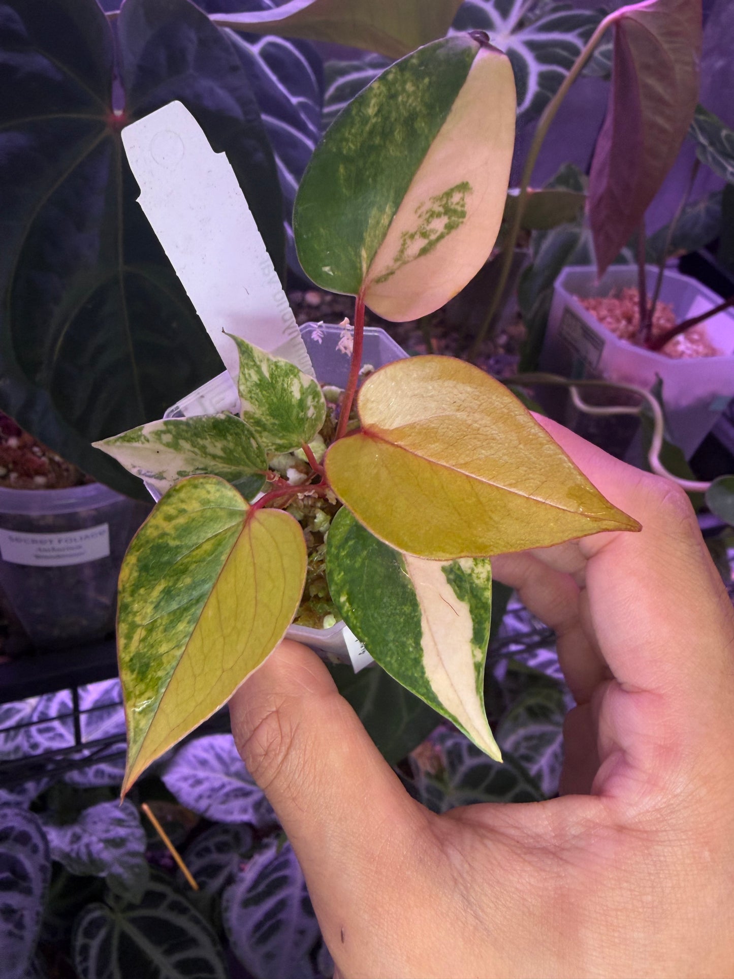 Anthurium andreanum hybrid variegata