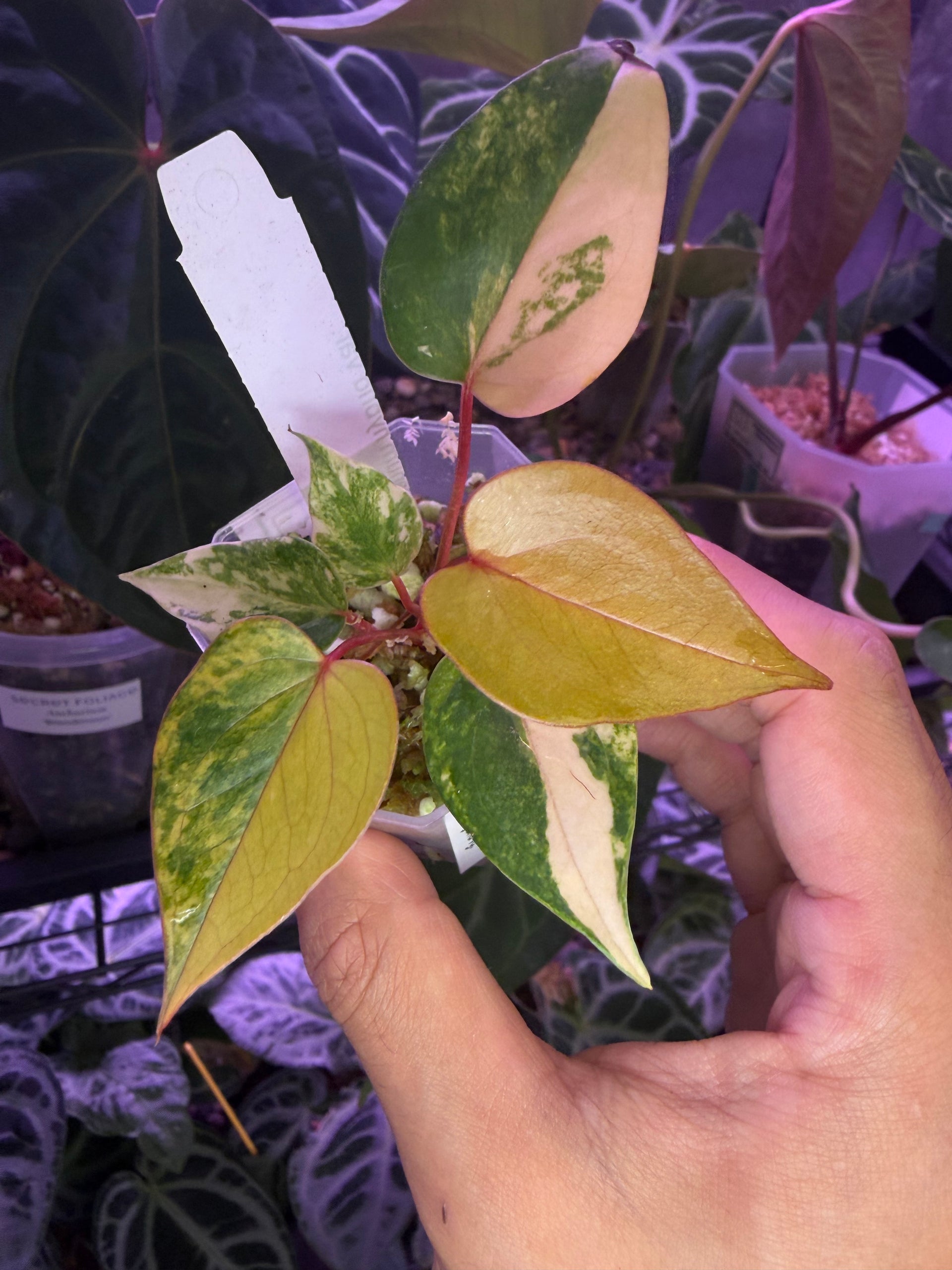 Anthurium andreanum hybrid variegata – Secret Foliage