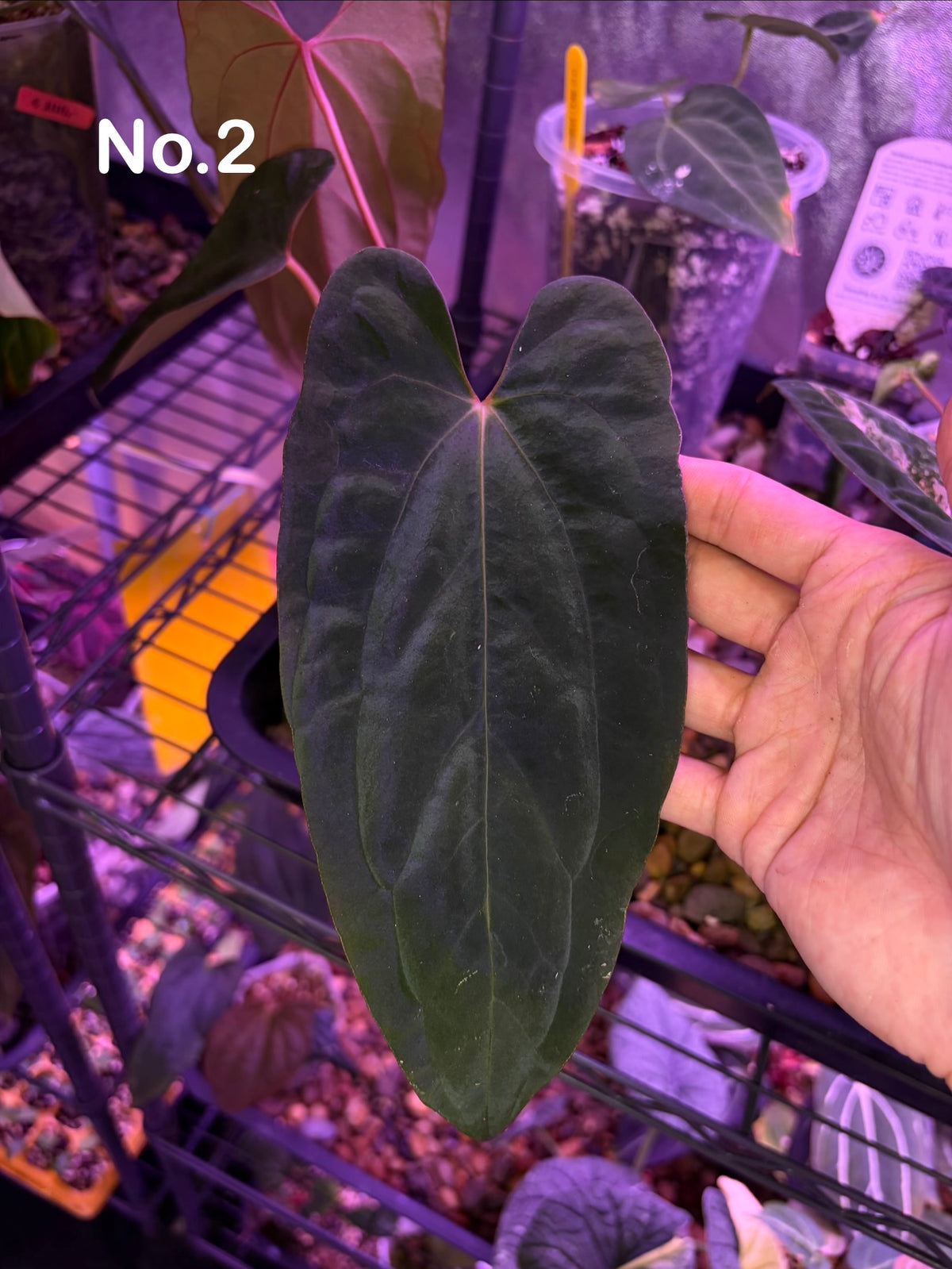 Anthurium Antolakii/BVEP (Round × Felix) × Papi (RL × FS)