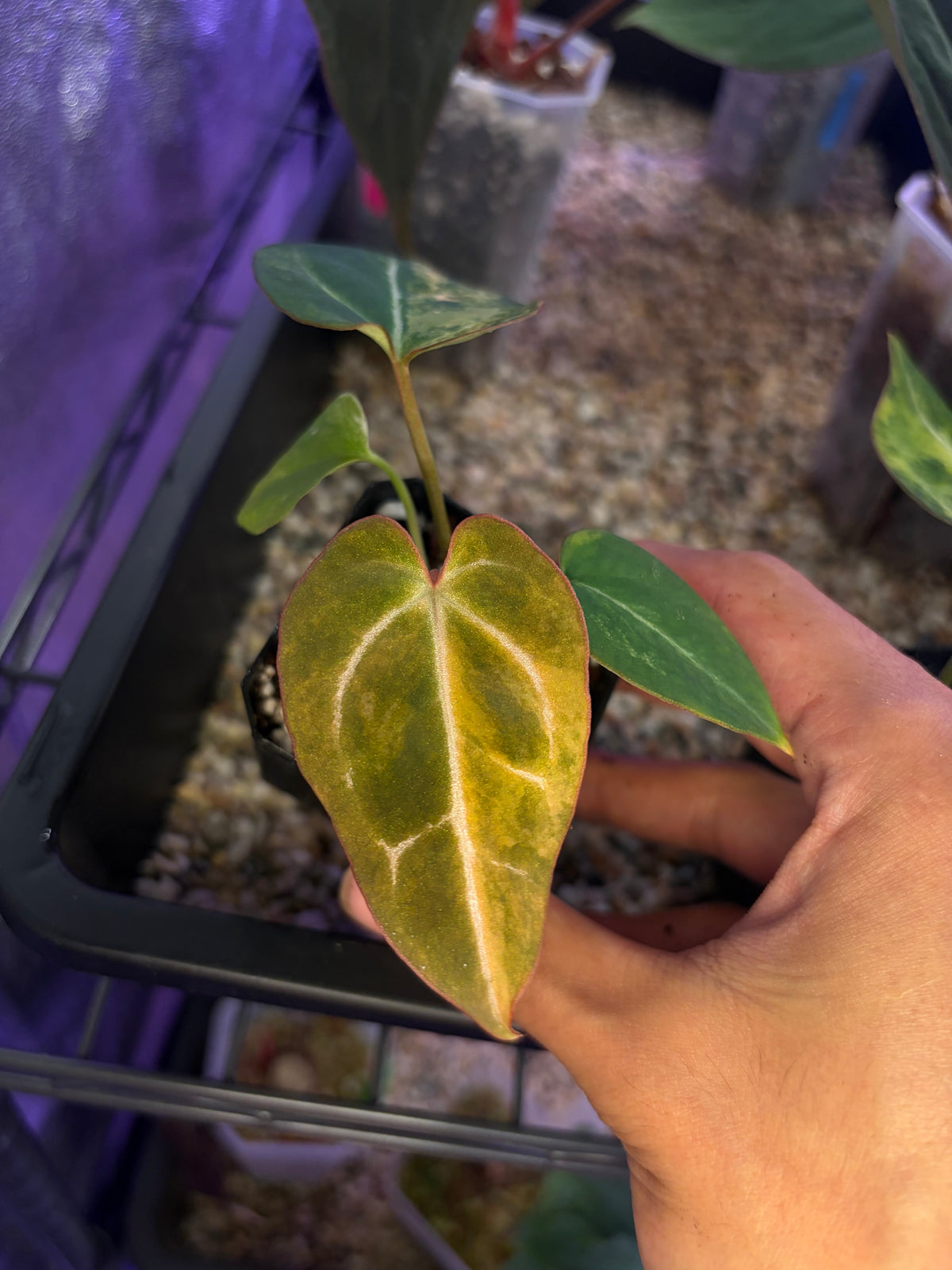 Anthurium (papillilaminum var. × crystal) × (‘Red Crystallinum’ [Tezula] × ‘Zara’)