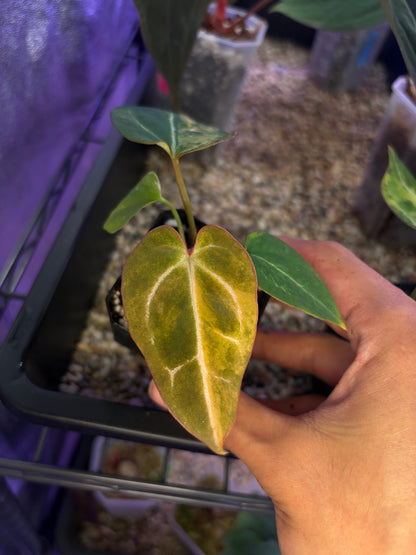 Anthurium (papillilaminum var. × crystal) × (‘Red Crystallinum’ [Tezula] × ‘Zara’)