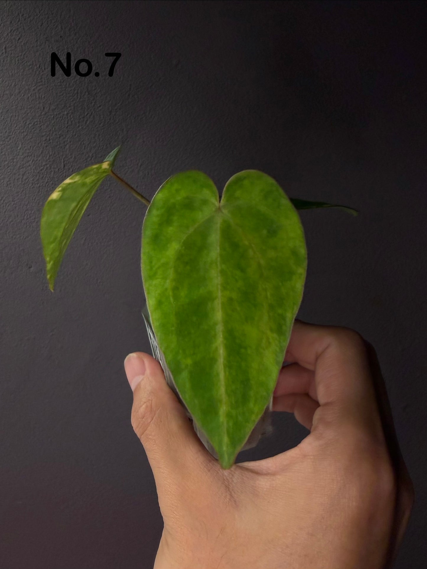 Anthurium papillilaminum var. × ‘Red Crystallinum’ [Tezula]