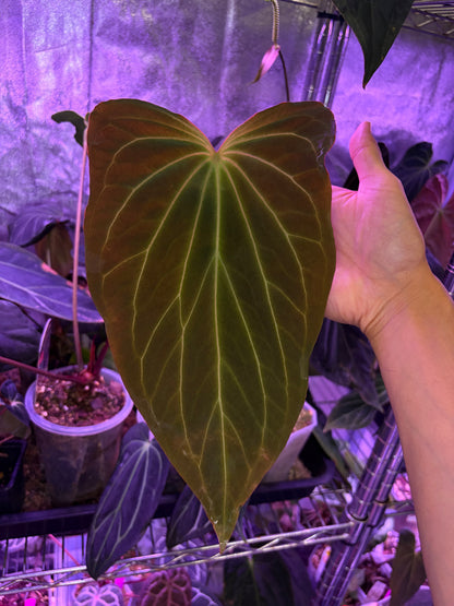 Anthurium ‘Black widow’ ‘43’ × ‘Red velvet cake’ ‘24’