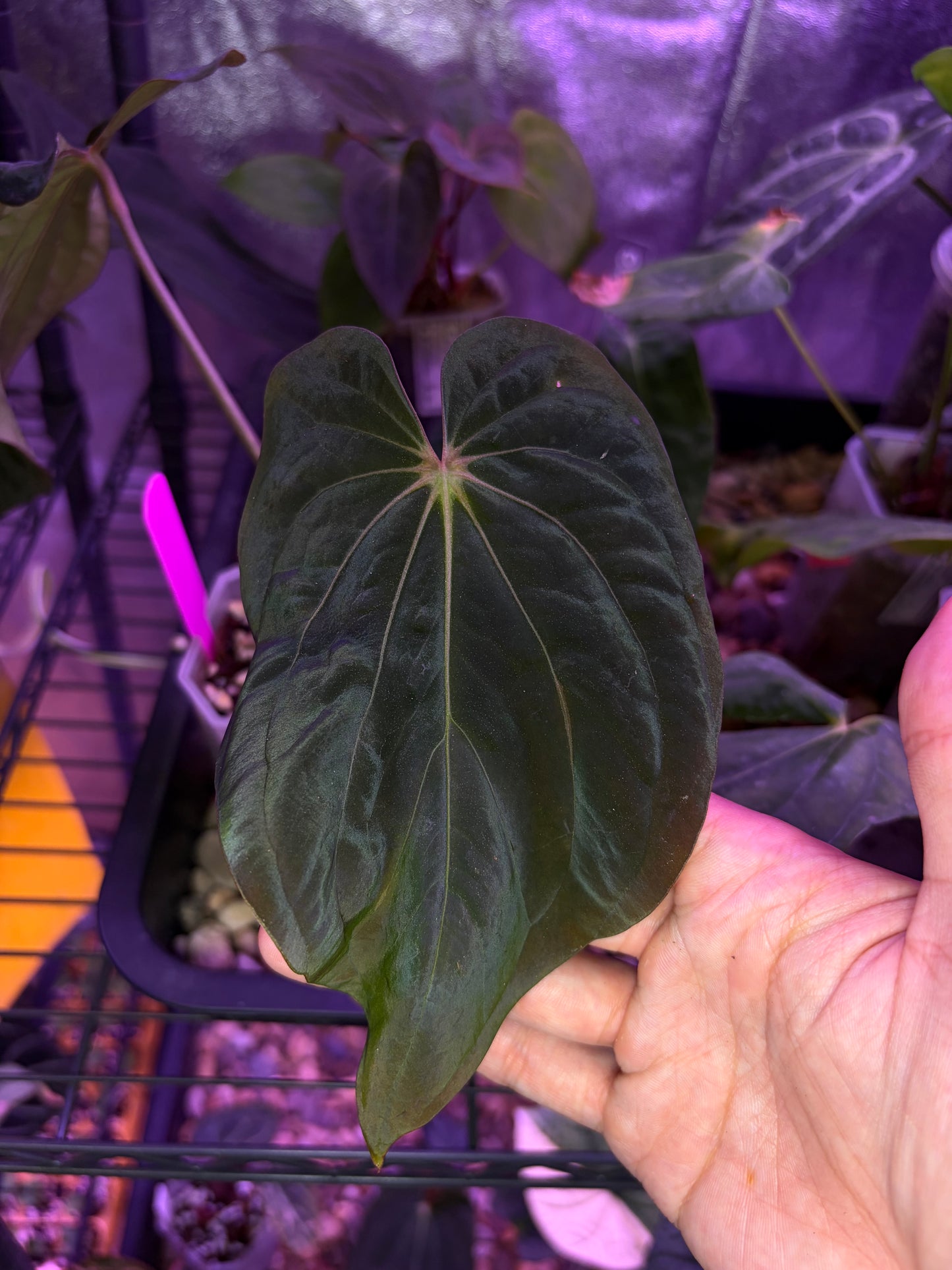 Anthurium BVEP (OG1 × RA1)
