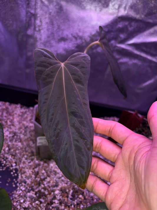 Anthurium (Ace of spades x BVEP) x (Portillae NSE x Papi FS) - selected