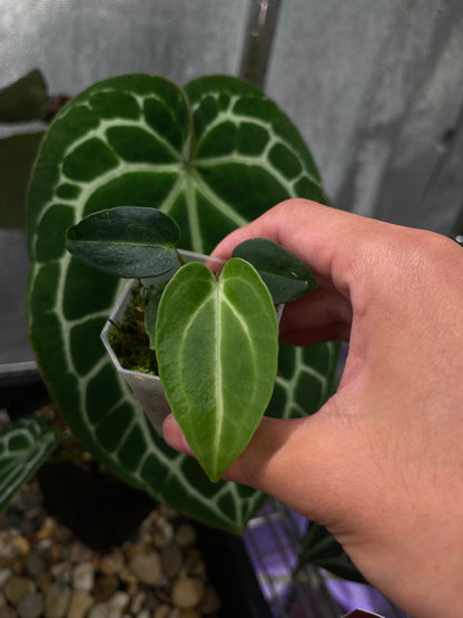 Anthurium carlablackiae [Scott × TS3]