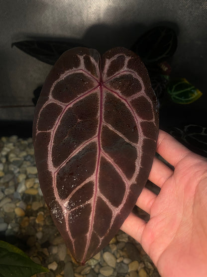 Docblock Brown Derby® '39' X Home Sweet Home® '32' (selected)