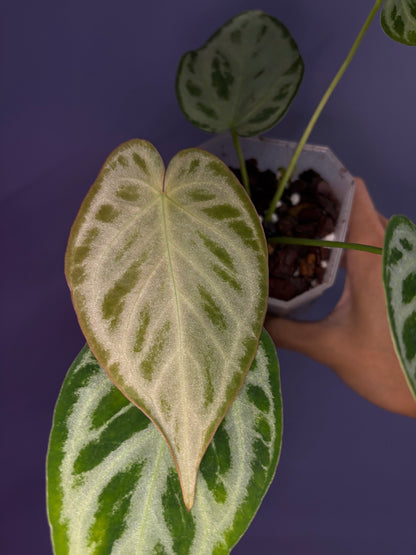 Anthurium Silver blush (selected)