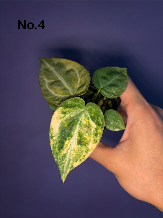 Anthurium (papillilaminum var. × crystal) × (‘Red Crystallinum’ [Tezula] × ‘Zara’)