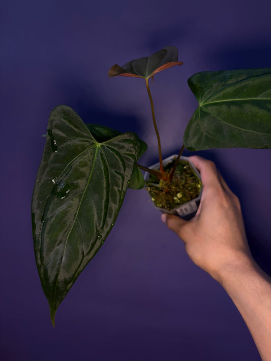 Anthurium ‘Goliath’ × Indo portillae
